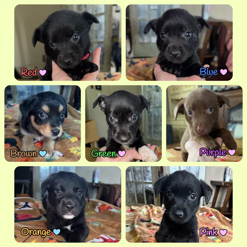 Puppies