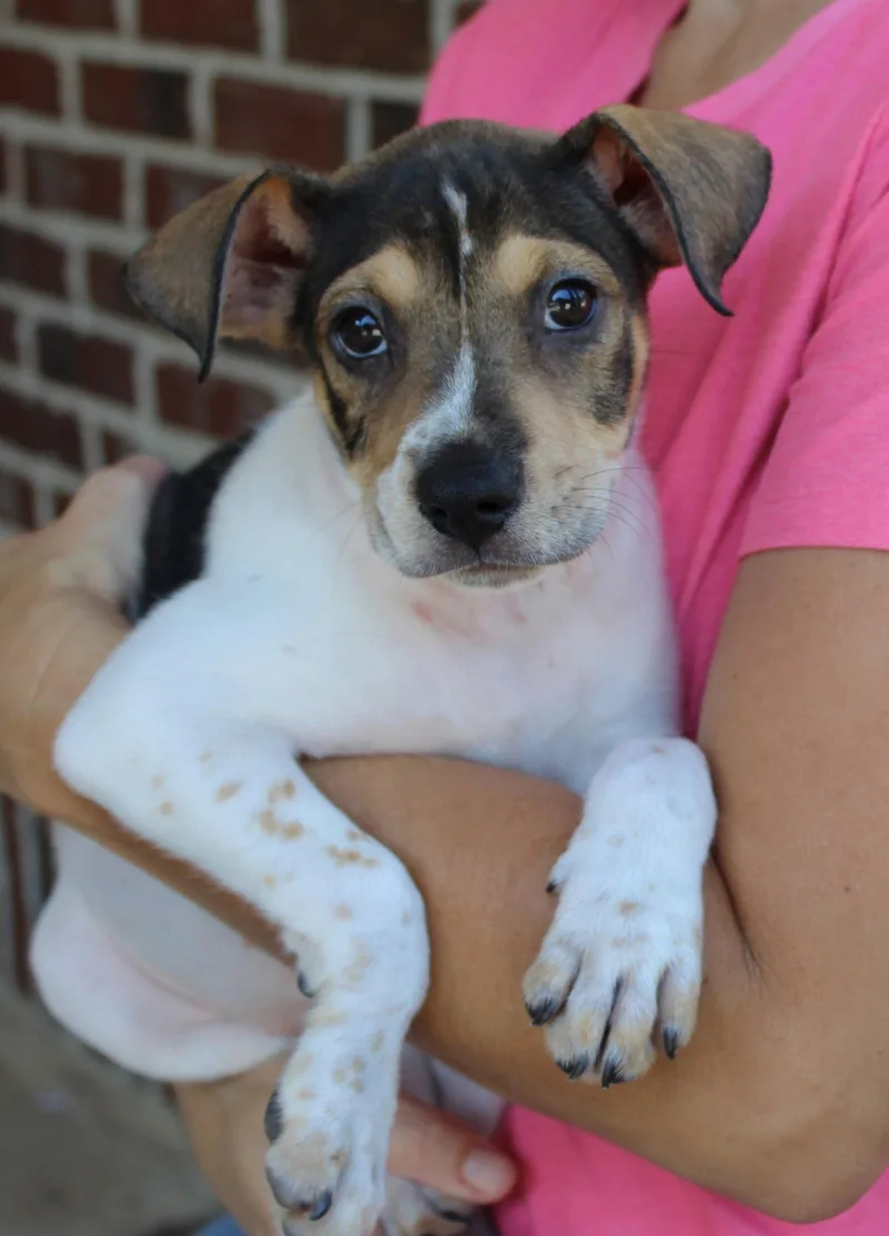 A baby medium-sized female Shepherd dog named Elvie for adoption in Prattville, AL