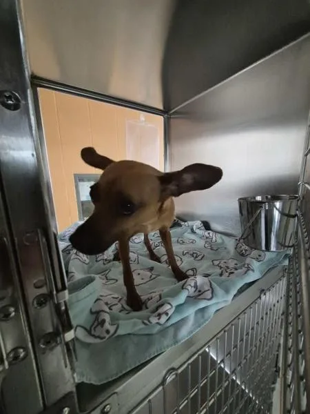 An adult small-sized female Chihuahua dog named Pen C Raisin for adoption in Lawrenceville, GA