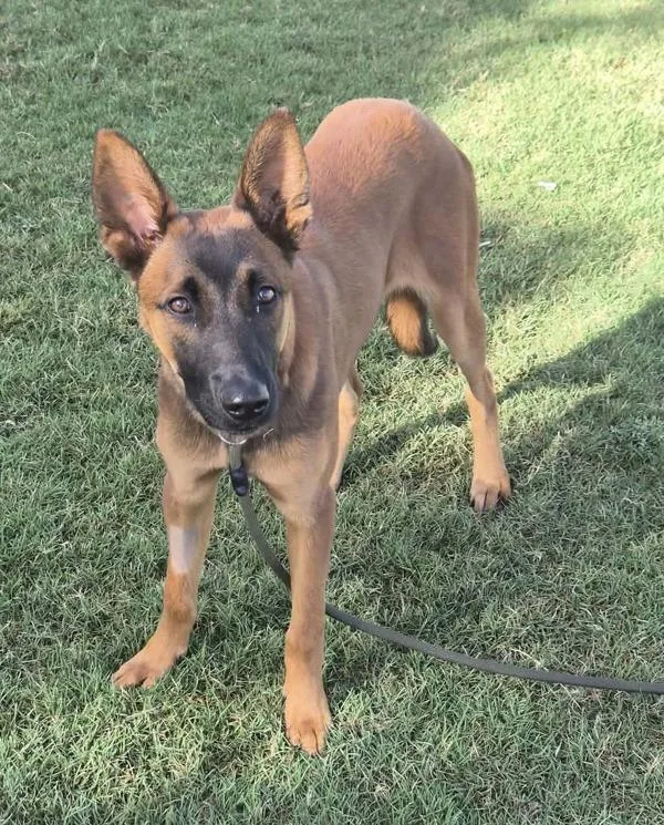 A young large-sized male Belgian Shepherd / Malinois dog named Chomper for adoption in Tulare, CA