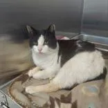 An adult medium-sized female Black Domestic Short Hair cat named Cruella for adoption in Lansing, MI