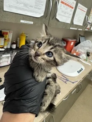 A baby small-sized male Domestic Short Hair cat named Ernie for adoption in Farmers Branch, TX