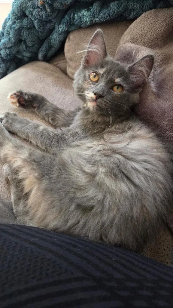 A baby small-sized female Domestic Medium Hair cat named Zelda for adoption in Hampton, VA