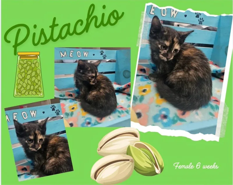 A baby large-sized female Domestic Short Hair cat named Pistachio for adoption in Blountville, TN