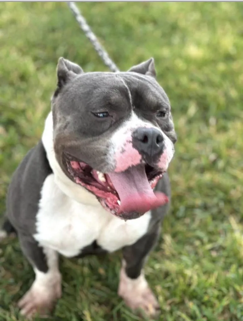 Tank Sinatra