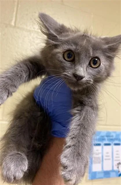 A baby small-sized female Domestic Long Hair cat named A for adoption in Sacramento, CA