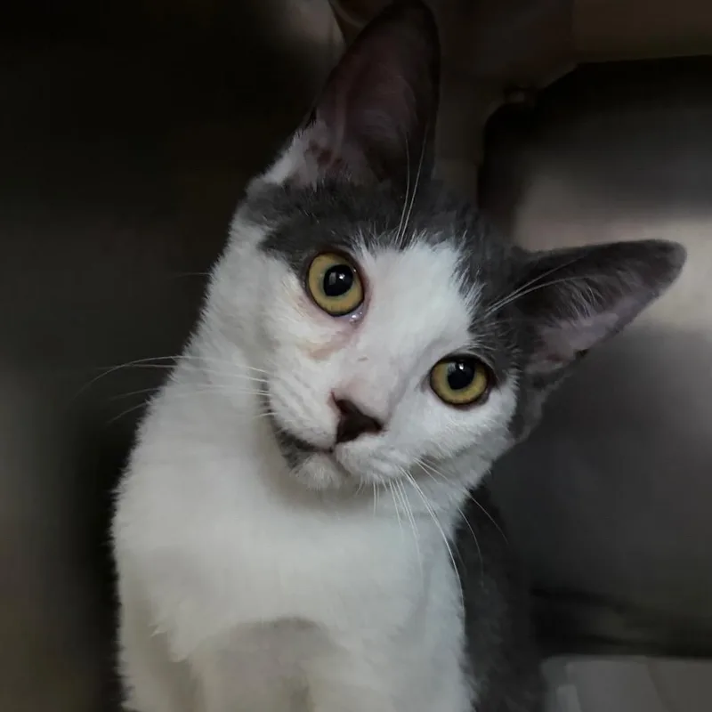 A baby small-sized male Gray / Blue / Silver Domestic Short Hair cat named Erik for adoption in Newport, NC