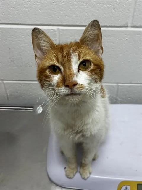 An adult medium-sized female Domestic Short Hair cat named Ginger for adoption in Upper Marlboro, MD