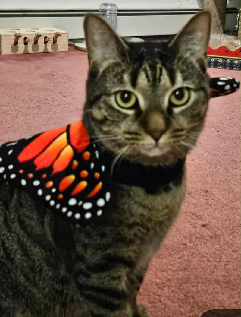 An adult medium-sized female Tabby (Brown / Chocolate) Tabby cat named Missy Moo for adoption in Woodmere, NY