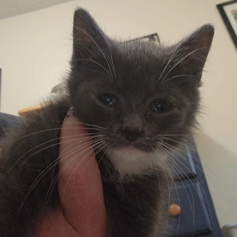 A baby small-sized female Gray / Blue / Silver Domestic Medium Hair cat named Chalupa for adoption in Talent, OR