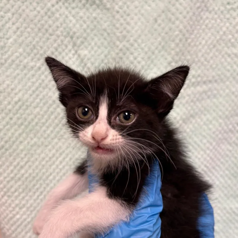 A baby small-sized female Black Domestic Short Hair cat named Daisy for adoption in San Antonio, TX