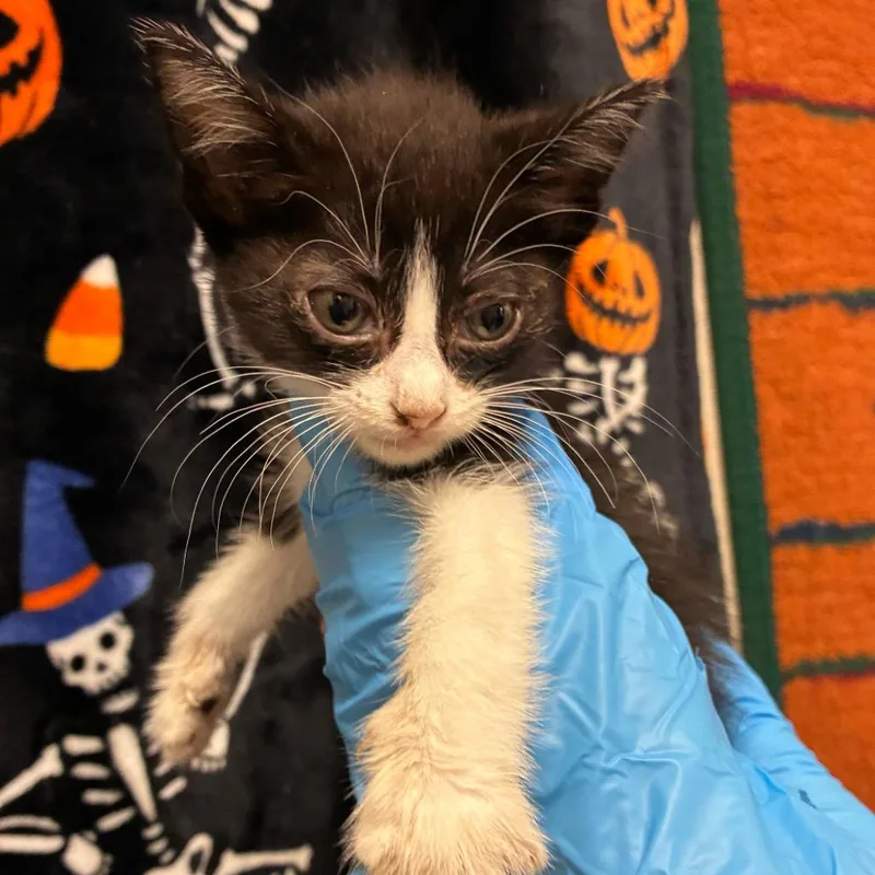 Daisy thumbnail 2