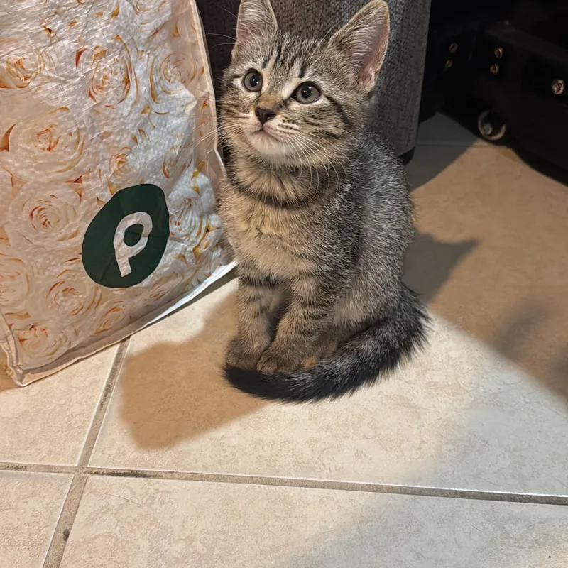 A baby medium-sized female Tabby (Brown / Chocolate) Domestic Short Hair cat named Emerald for adoption in Lauderhill, FL