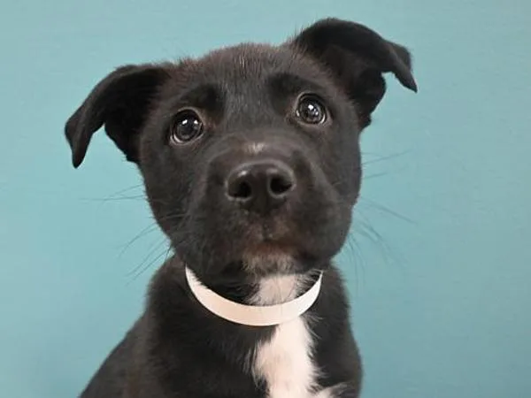 A baby small-sized male Labrador Retriever dog named Crackle for adoption in Portland, OR