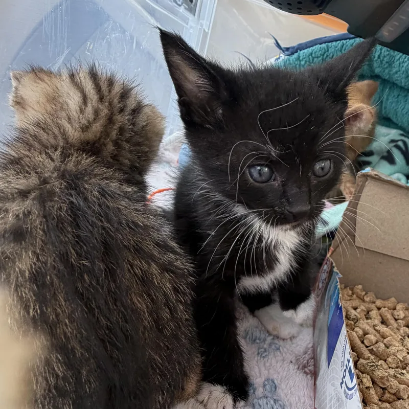 A baby medium-sized female Black & White / Tuxedo Domestic Medium Hair cat named Lyric for adoption in Kent, WA