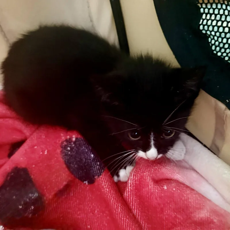A baby medium-sized male Tuxedo cat named Pluto for adoption in Georgetown, KY