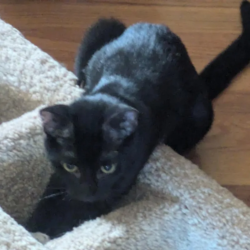 Snow Moon thumbnail 2