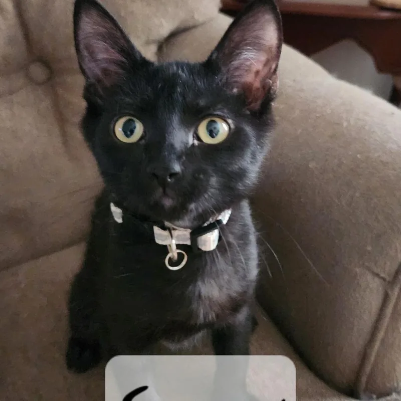 Snow Moon thumbnail 3