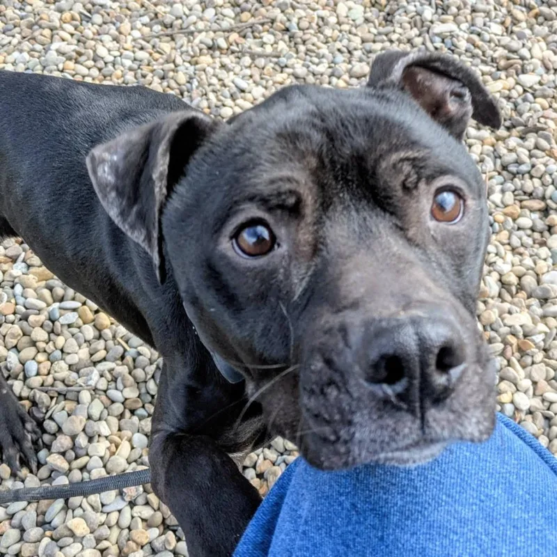 An adult medium-sized male Black Mixed Breed dog named Pablo for adoption in Jeffersonville, IN