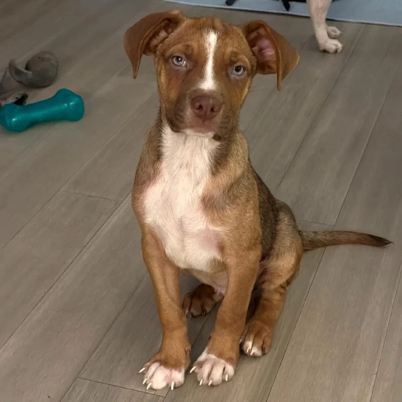 A baby small-sized male Brown / Chocolate Mixed Breed dog named Levi for adoption in Rockville, MD