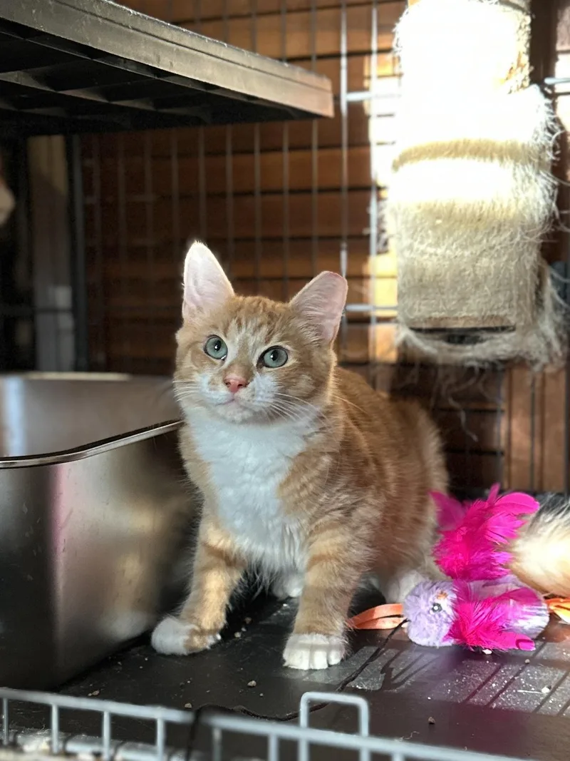 A baby medium-sized female Domestic Medium Hair cat named Sissy for adoption in Suffolk, VA