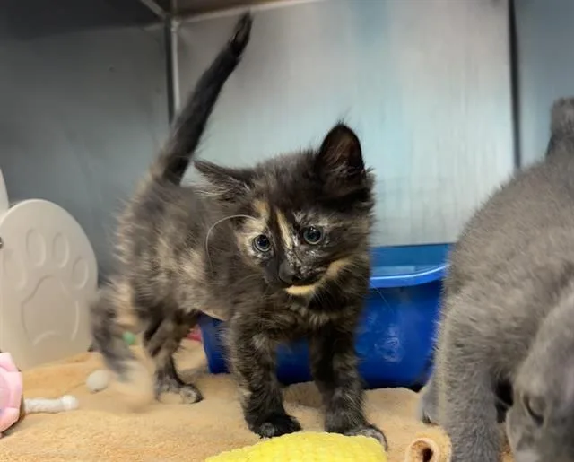 A baby small-sized female Domestic Short Hair cat named Sprite for adoption in Palo Alto, CA