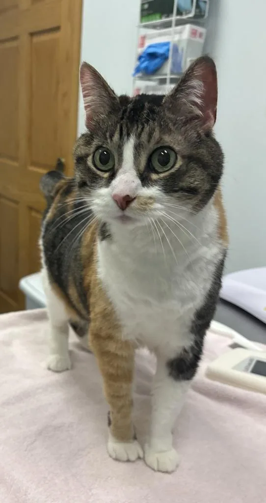 A senior medium-sized female Domestic Short Hair cat named Izzy for adoption in Saint Paul, MN
