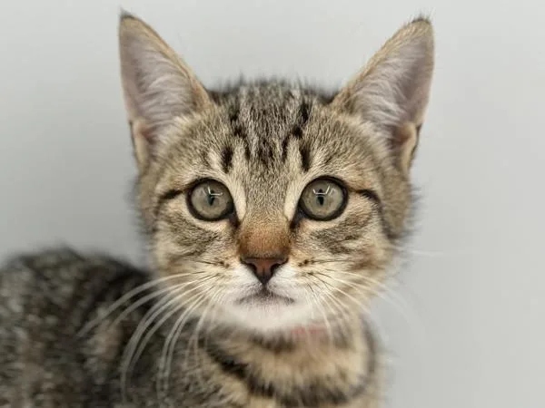 A baby small-sized female Domestic Short Hair cat named Violet for adoption in Portland, OR