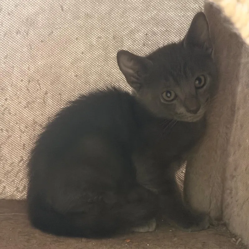A baby small-sized male Gray / Blue / Silver Domestic Short Hair cat named Dennis for adoption in Volcano, HI