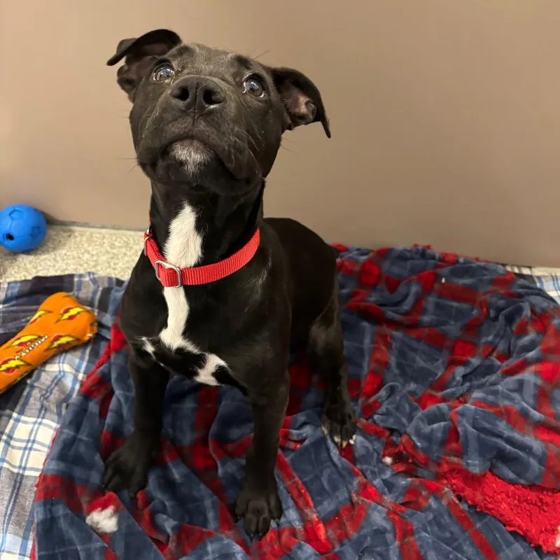 A baby medium-sized male Black Mixed Breed dog named Bruce for adoption in Washington Township, OH