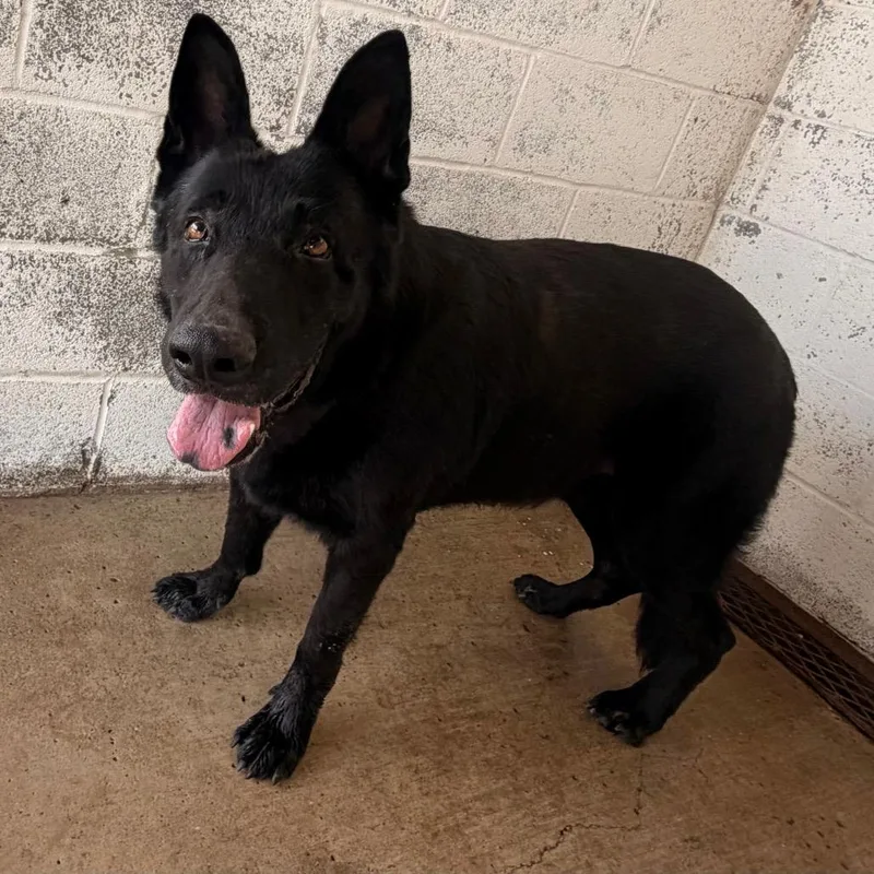 An adult large-sized male Black Shepherd dog named Edgar for adoption in Edinburg, TX