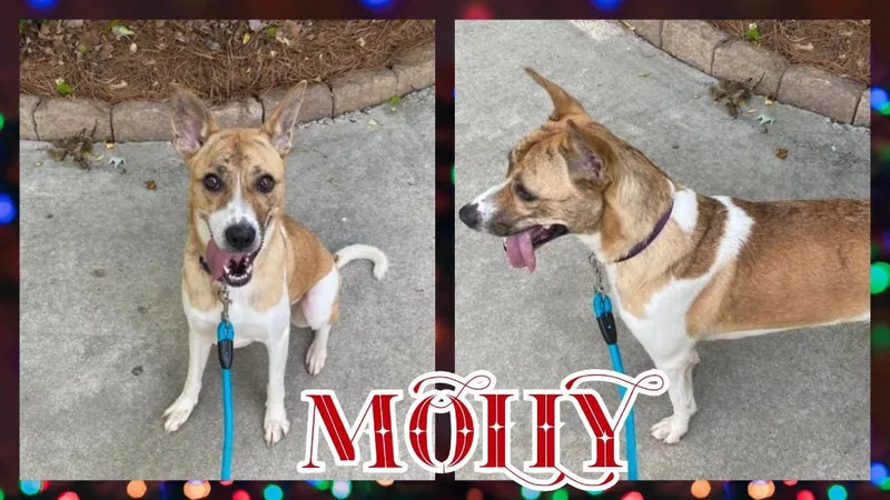 Molly thumbnail 4