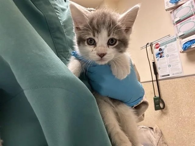A baby small-sized male Domestic Short Hair cat named Carl for adoption in Riverside, CA