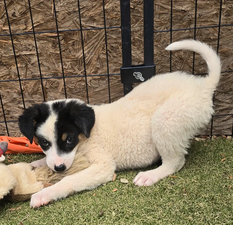 A baby medium-sized female Border Collie dog named Ronnie for adoption in Apache Junction, AZ