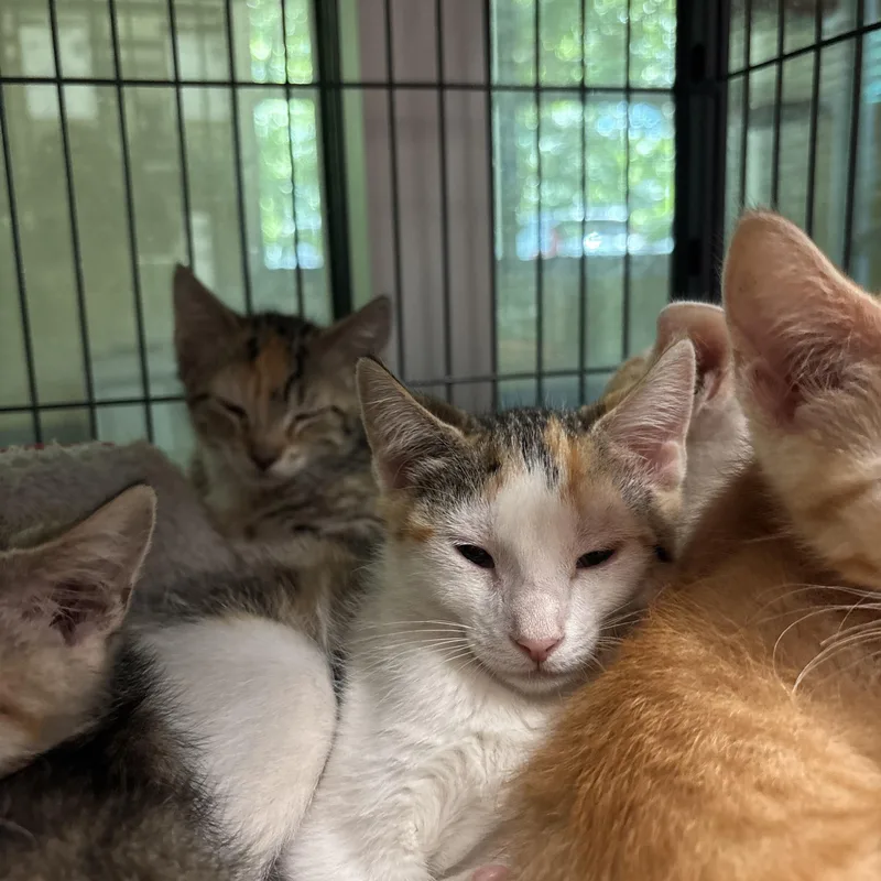 A baby medium-sized female Tabby (Buff / Tan / Fawn) Domestic Short Hair cat named Chilli for adoption in Charleston, SC