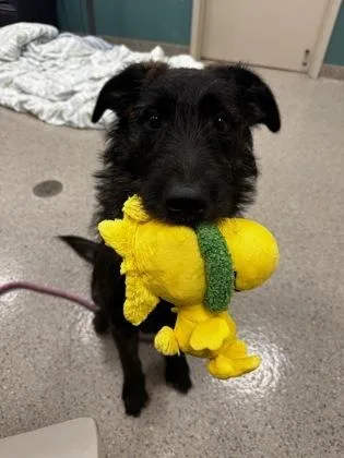 A baby large-sized male Labrador Retriever dog named Chewbacca for adoption in Fishers, IN