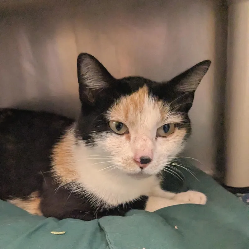 An adult small-sized female Calico Domestic Short Hair cat named Queen Patchwork for adoption in Huntsville, AR