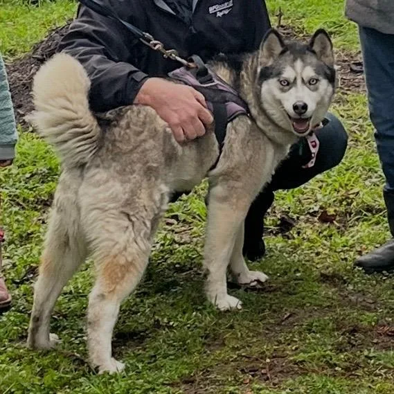 Sitka