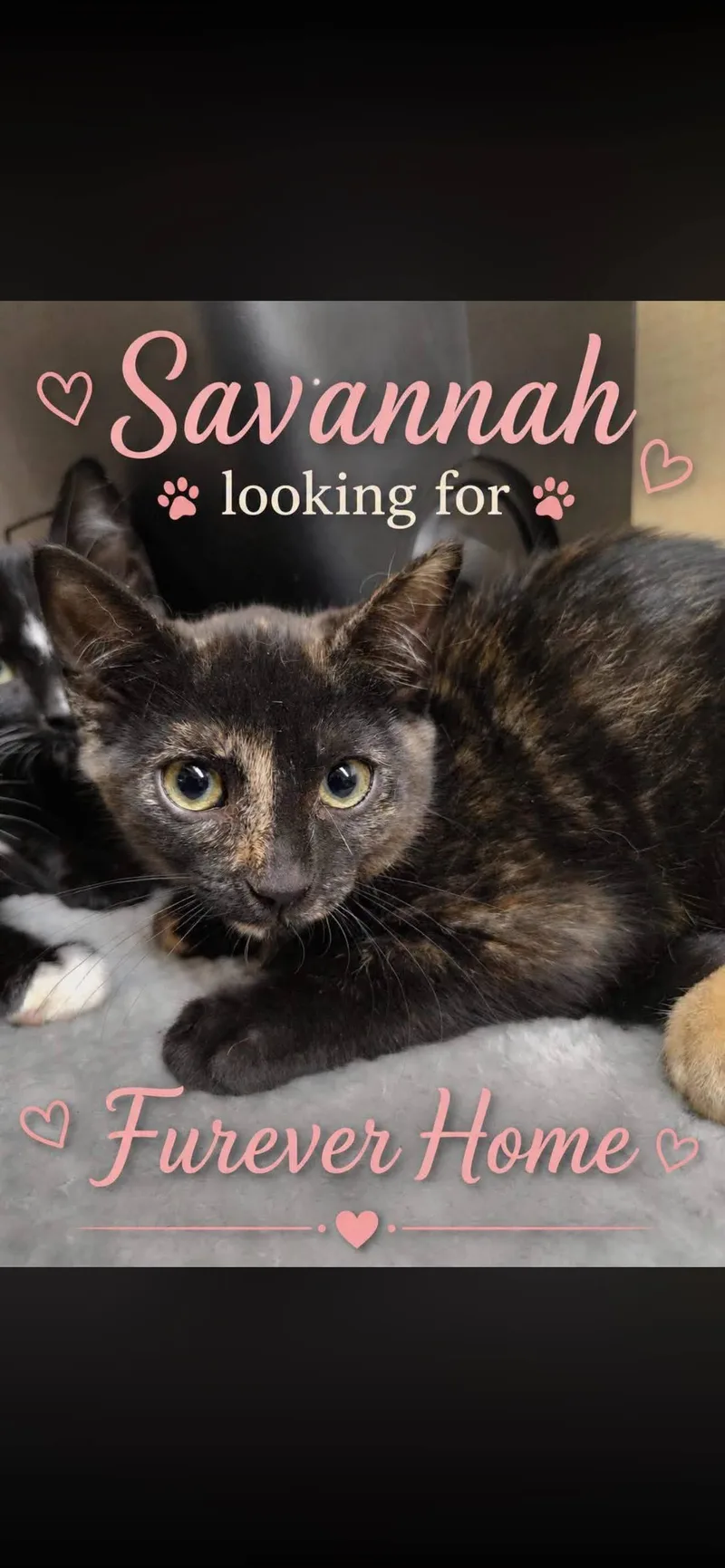 A young medium-sized female Domestic Short Hair cat named Savannah for adoption in Arlington, TX