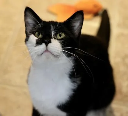 Meekasch thumbnail 2