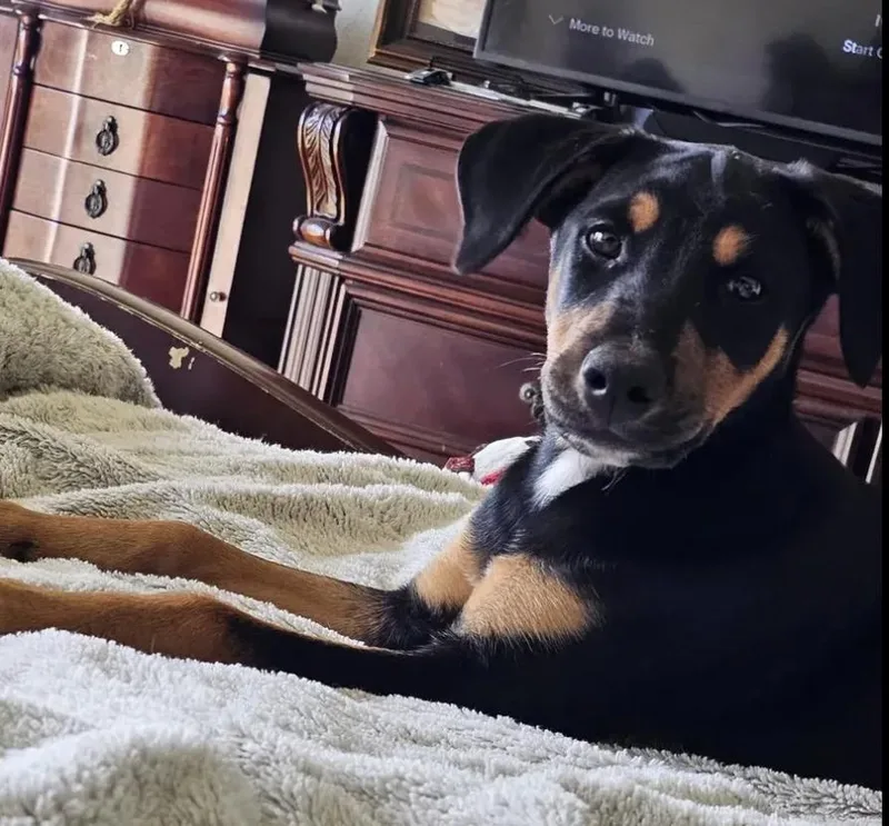 A baby large-sized male Black Doberman Pinscher dog named Madigan for adoption in Polk, OH