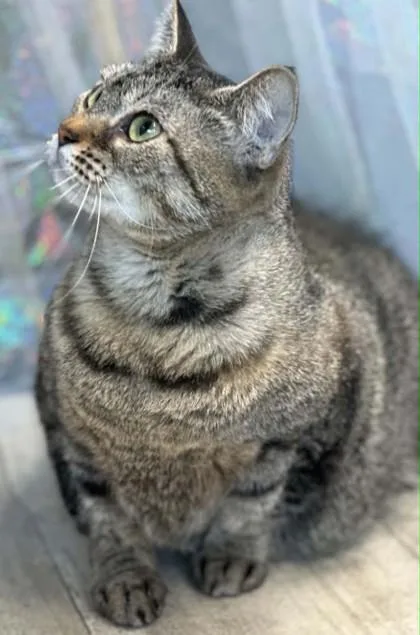 A young medium-sized female Domestic Short Hair cat named Georgie for adoption in Shreveport, LA