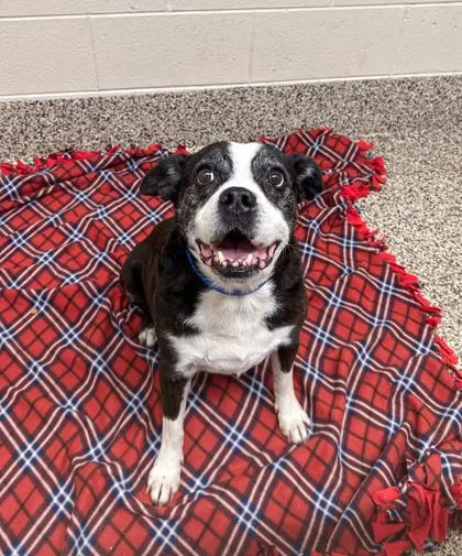 A senior medium-sized male Boston Terrier dog named Coach Cal for adoption in Westland, MI