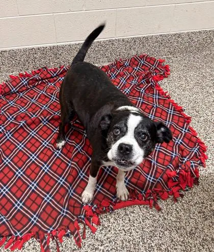 Coach Cal thumbnail 2