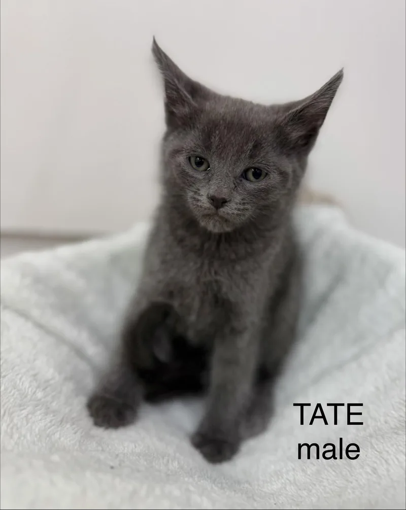 A baby medium-sized male Gray / Blue / Silver Domestic Short Hair cat named Tate for adoption in Sonora, CA