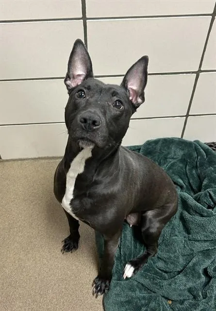 A young medium-sized female American Staffordshire Terrier dog named Cielo for adoption in Fort Wayne, IN