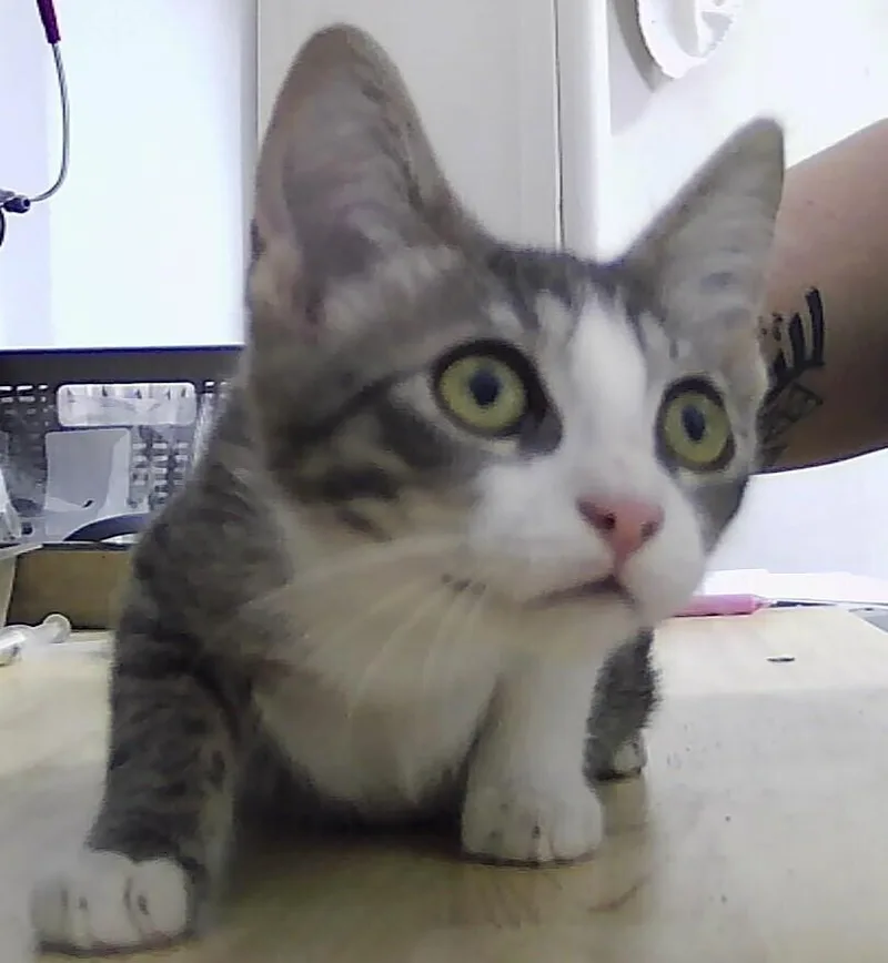 A baby small-sized male Gray & White Domestic Short Hair cat named Bismark for adoption in Anoka, MN