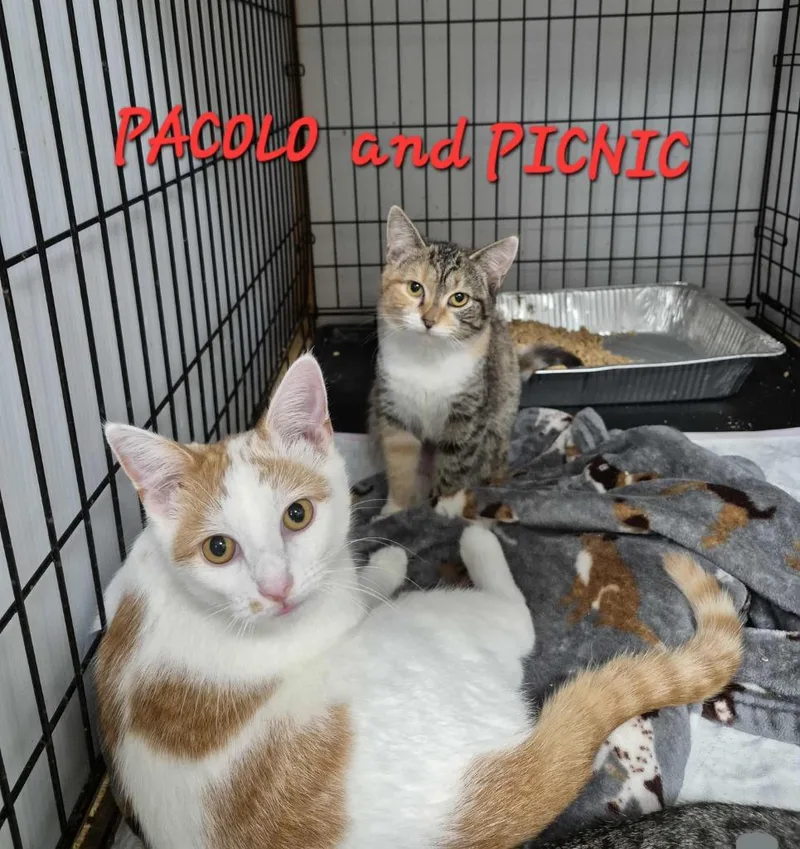 A young medium-sized male Domestic Short Hair cat named Pacolo for adoption in Rome, GA