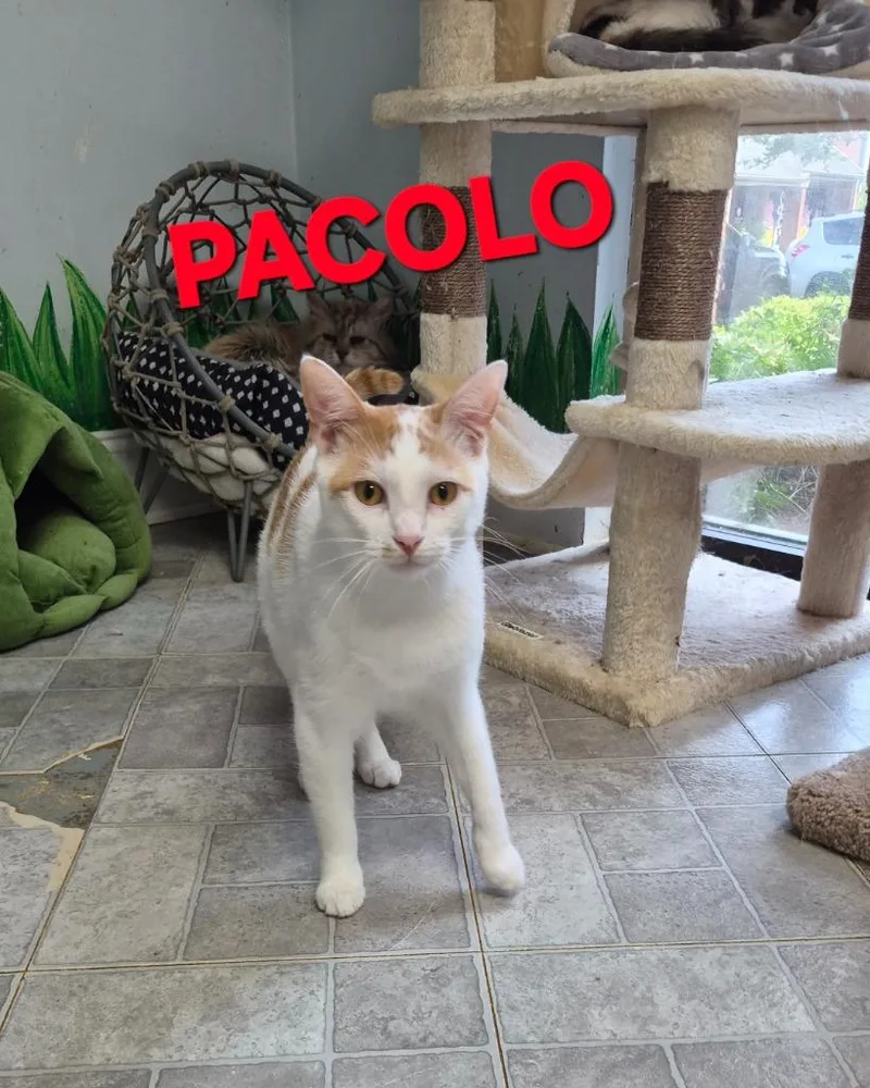 Pacolo thumbnail 2