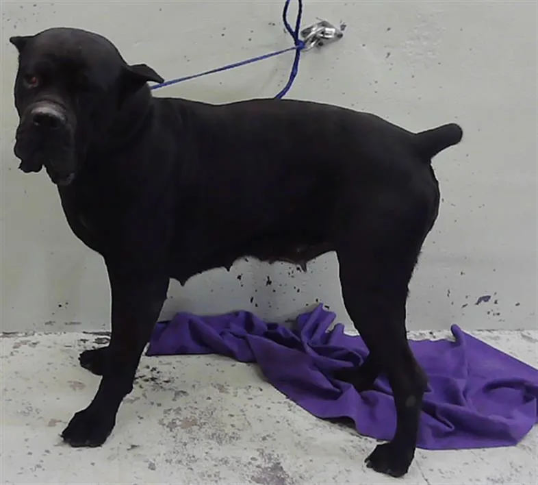 An adult extra large-sized female Cane Corso dog named A for adoption in Houston, TX